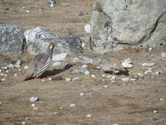 Spotting Image 1