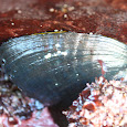 California Tidepools!