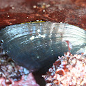 Black Abalone