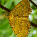Yellow Shell Moth