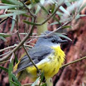 Eastern yellow robin