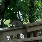 Grey squirrel