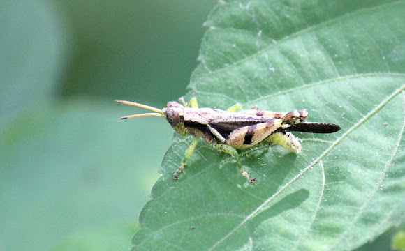 Spotting Image 1