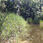 Common Reed