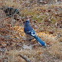 Blue Jay