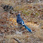 Blue Jay
