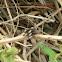 Borboleta