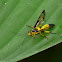 Sawfly