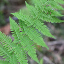 New York fern