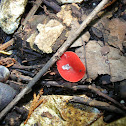 Western Scarlet Cup