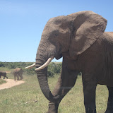 Addo Elephant Park