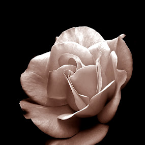 pride and prejudice by Mirela Korolija - Nature Up Close Flowers