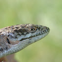 Southern Alligator Lizard