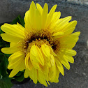 9 headed Gerbera Daisy