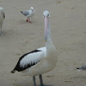 Australian Pelican