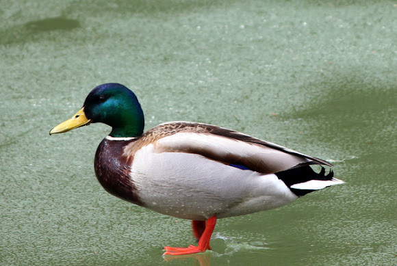 Spotting Image 1