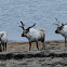 Reindeer