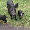 Feral pigs