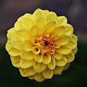 Dahlia
