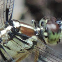 Great Blue Skimmer (female)