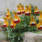 Zapatito de la Virgen - The Virgin Mary's Little Shoe