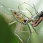 Garden spider