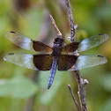 Widow Skimmer