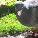 Rock Dove (Rock Pigeon)