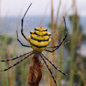 Yellow banded orb weaver
