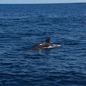 Bottlenose Dolphin