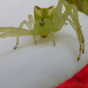 crab spider
