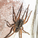 Tropical wandering spider