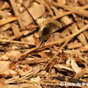 Bee fly
