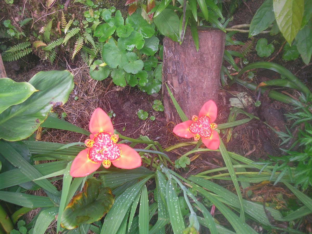 Flores