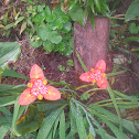 Flores