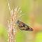 Actinote butterfly