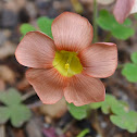 Clover