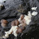 brown doris nudibranch (with eggs)