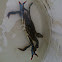 Blue crab
