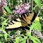 Tiger Swallowtail