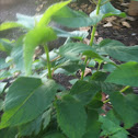 Bee Balm