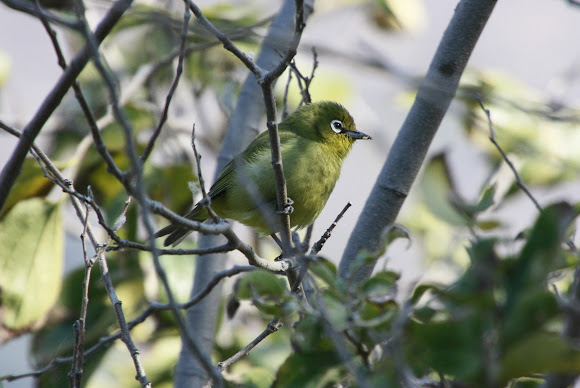 Spotting Image 1