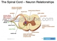 The Spinal Cord-Neuron Relationship