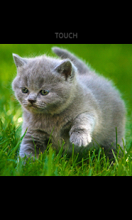 How to get Cat Puzzle 2.1 mod apk for android