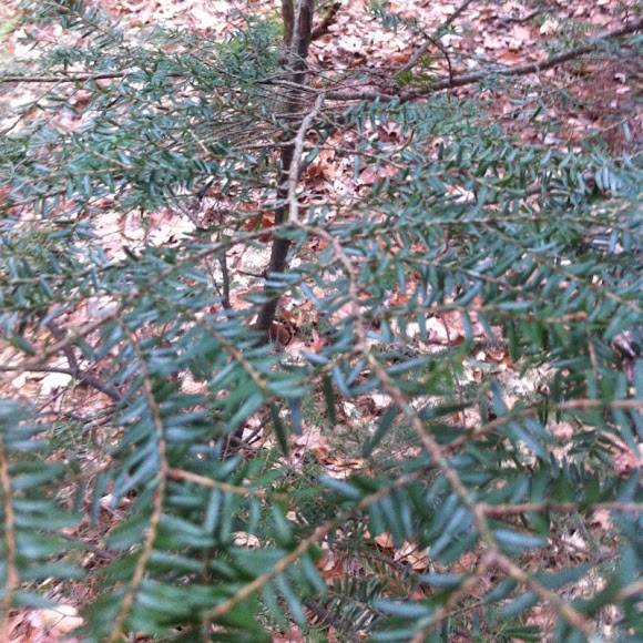 Spotting Image 1