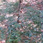 Eastern hemlock