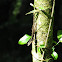 Anole