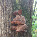 Jew's ear