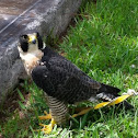 Halcón Peregrino