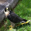 Halcón Peregrino